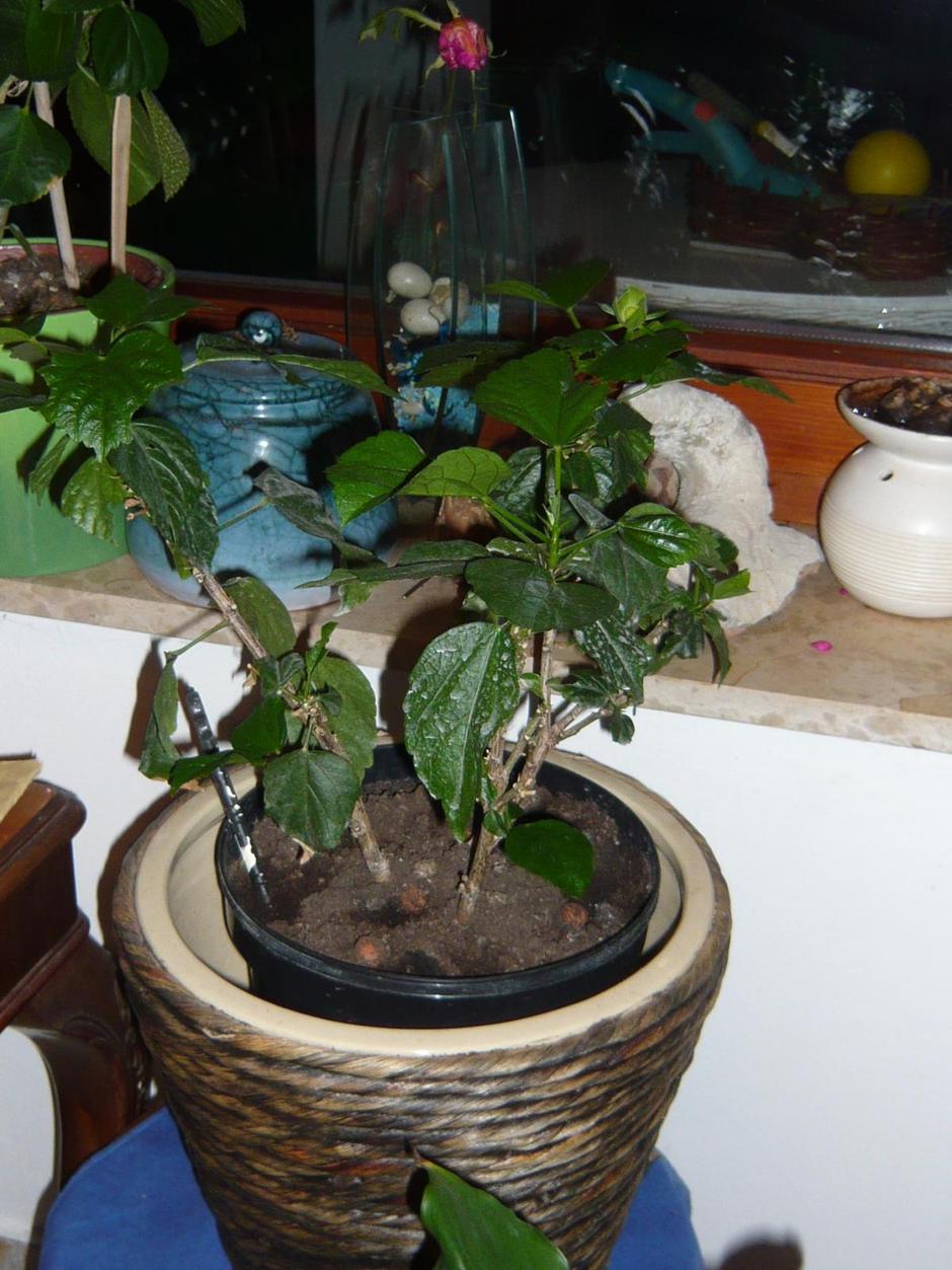 Hibiskus možete spasiti i kad mu otpadnu svi listovi