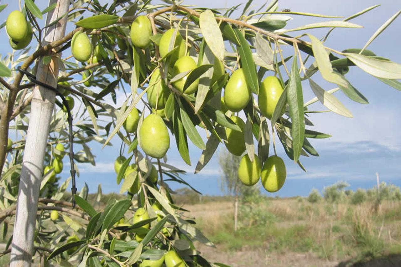 maslina