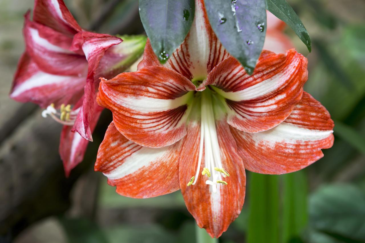 amarilis