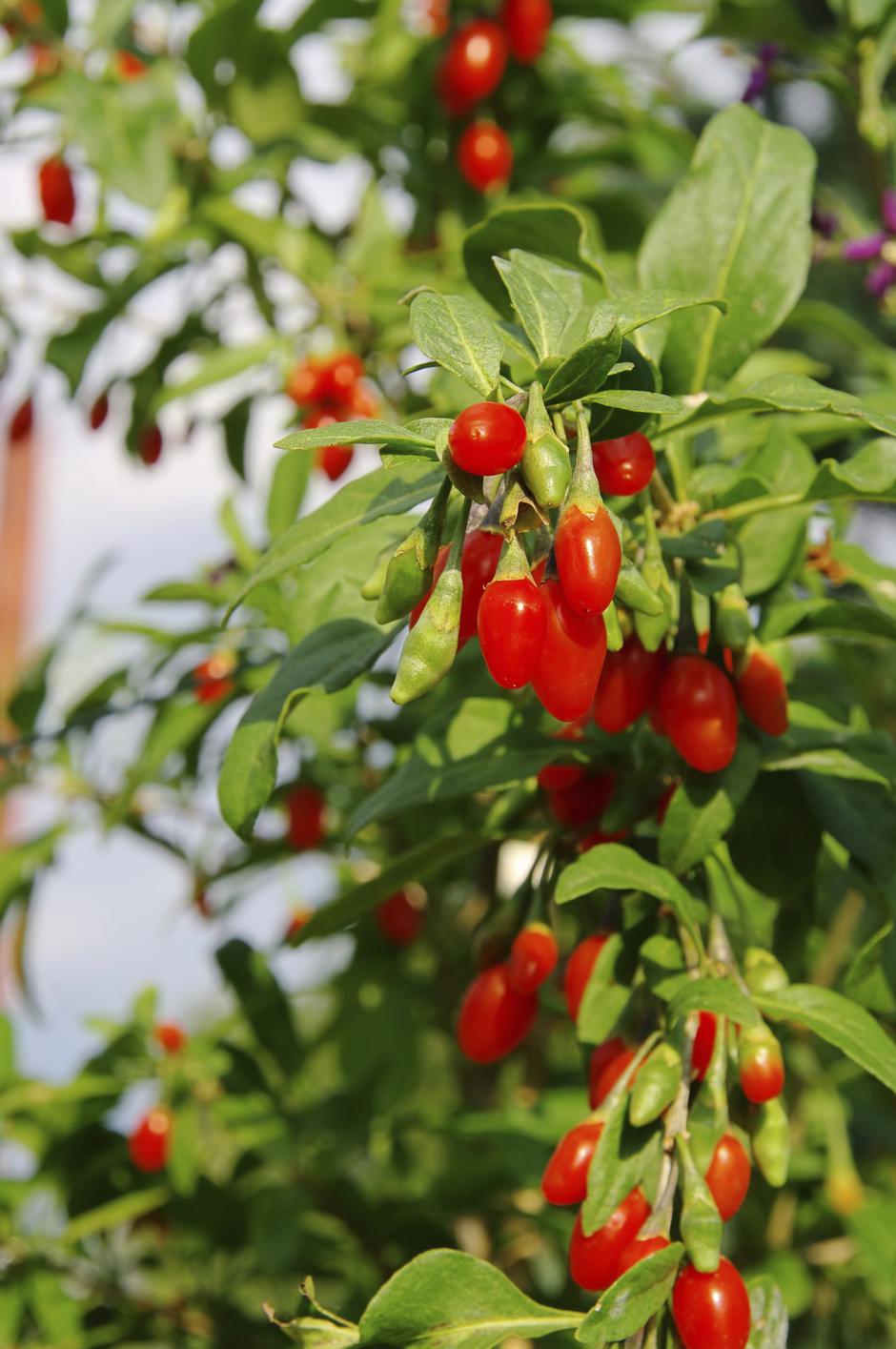 goji bobice