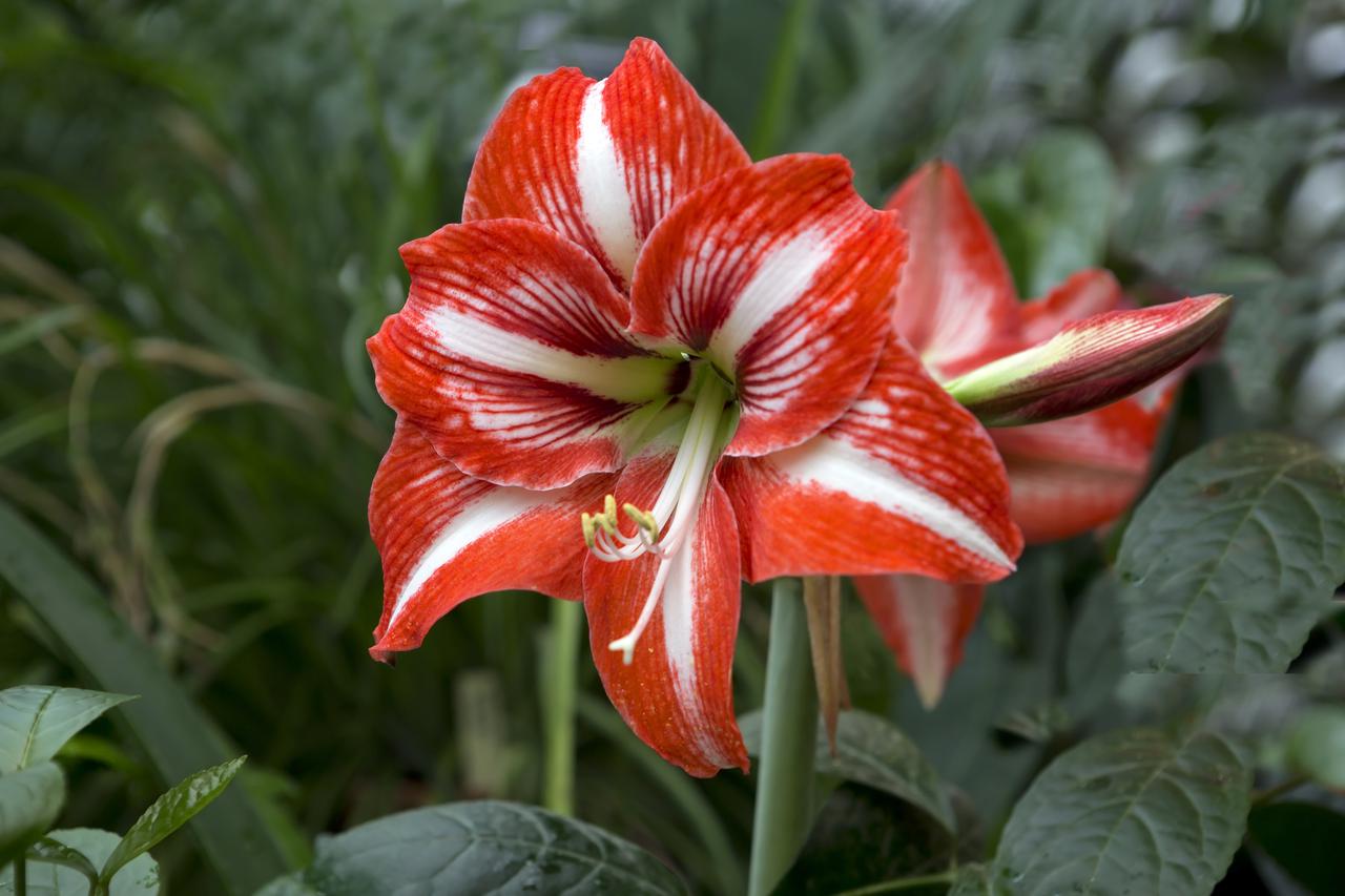 amarilis
