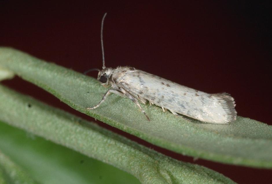 maslina