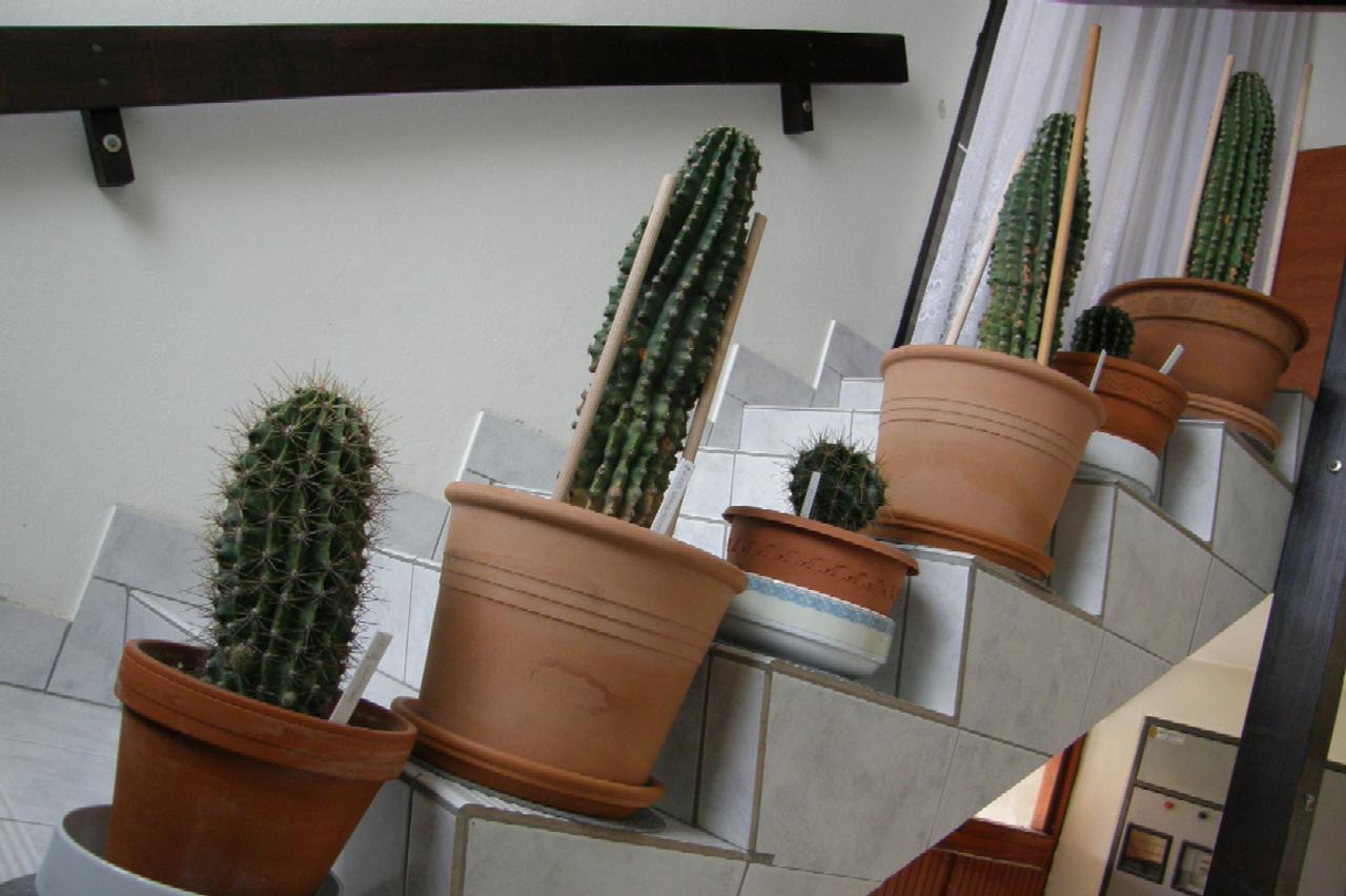 Kaktusi trebaju duboke posude za svoj korijen
