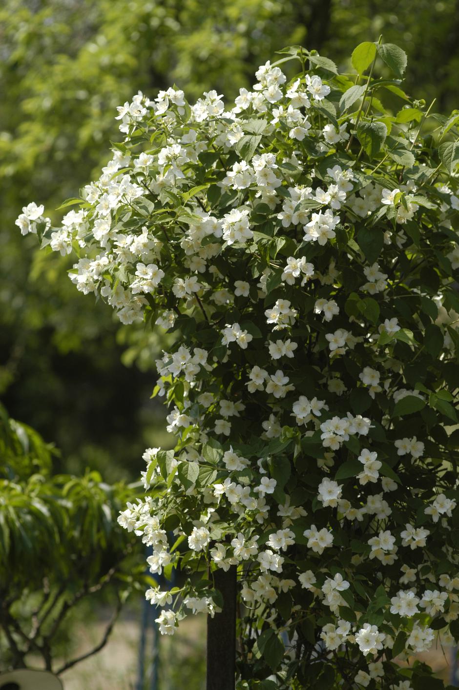 jasmin