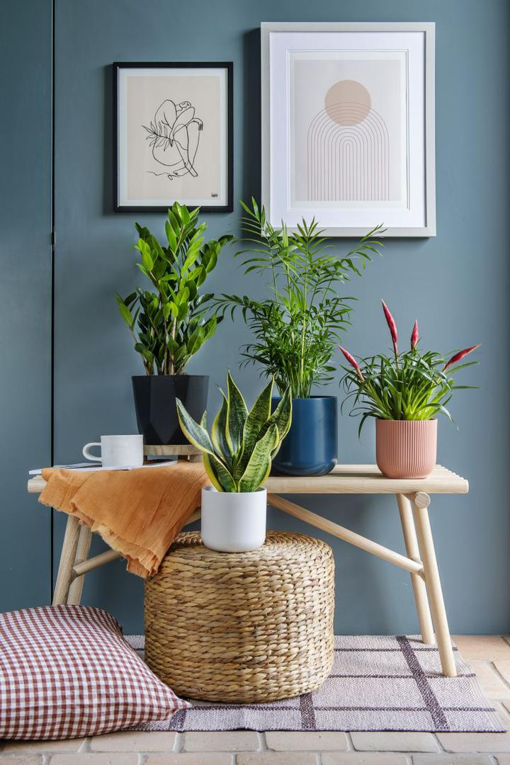 Od milja nazvana ZZ biljka kao skraćenica i puno lakša za reći verzija svog uobičajenog imena, Zamioculcas Zamiifolia, ova tropska biljka je skulpturalna ljepotica!