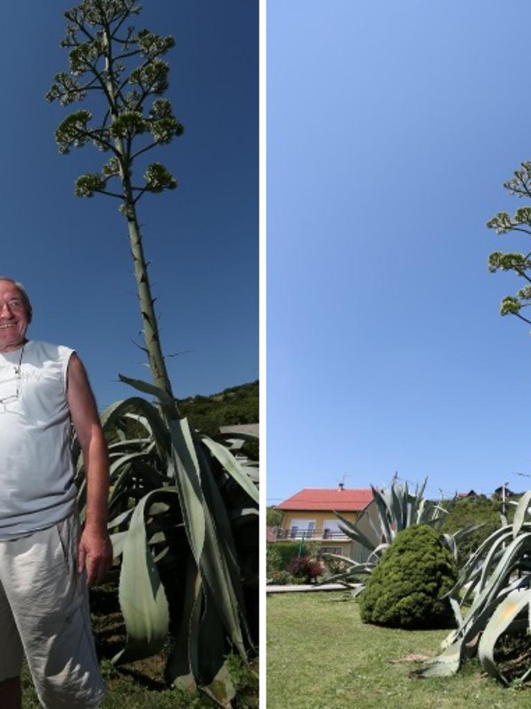 Agava procvjetala i na kontinentu - Living