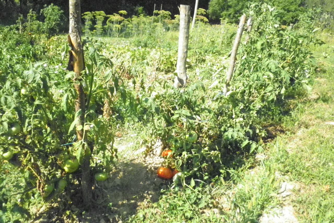 Sunce je važno, ali da bi dozrele, rajčicama treba i malo hlada
