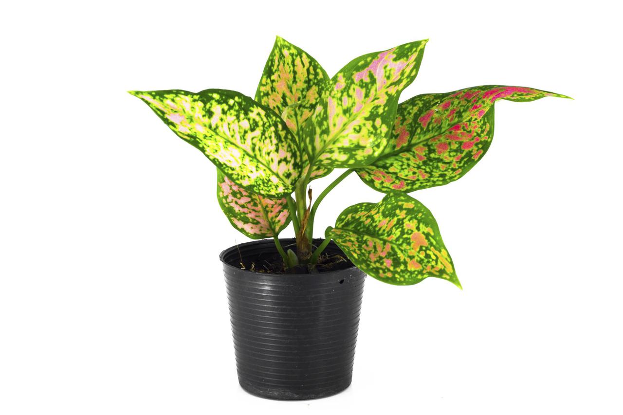 aglaonema