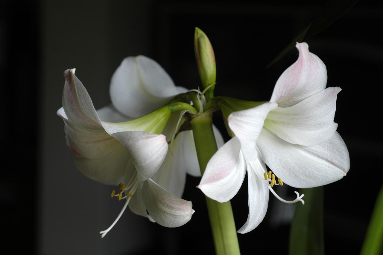 amarilis
