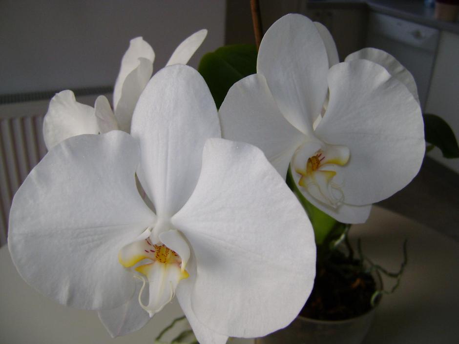 Cvjetovi trogodišnje bijele orhideje veliki su kao dlan