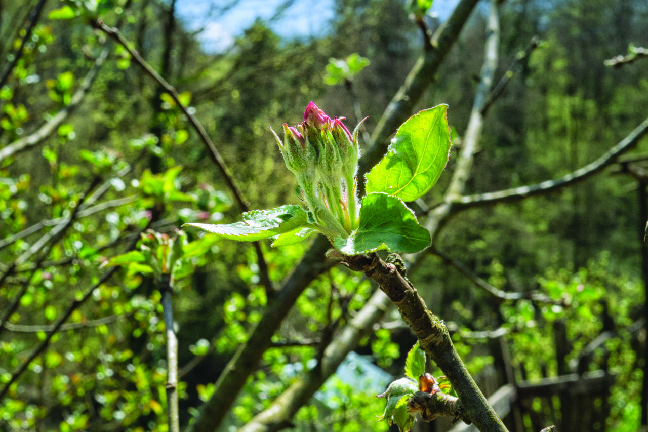 kornelija pesticidi ljepljive trake