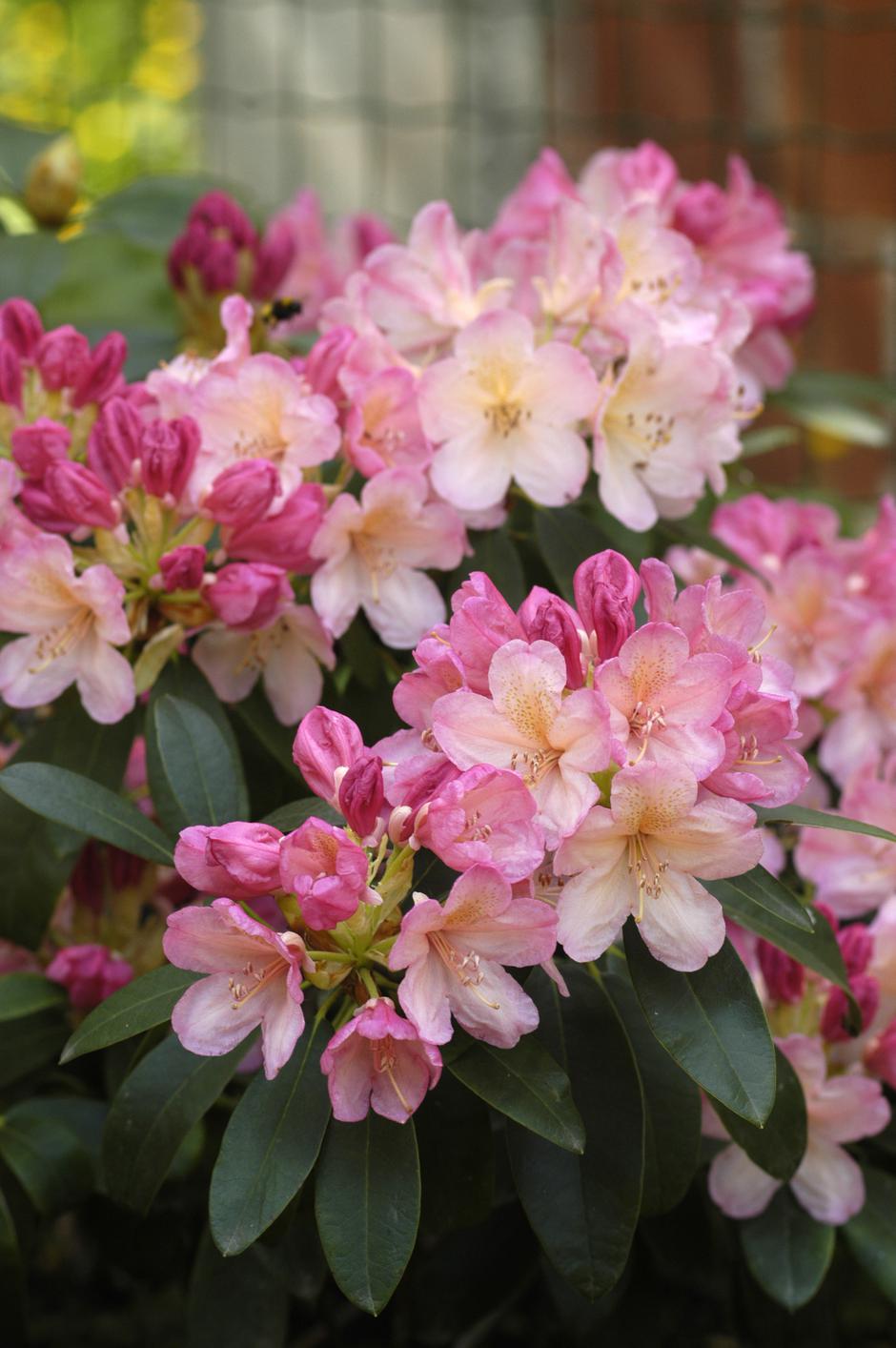 rododendron