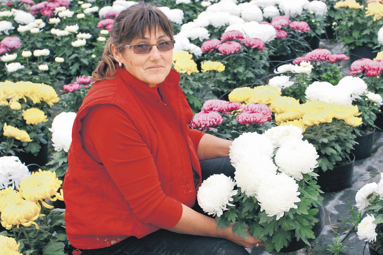 Obitelj Mađarić iz Kapele Podravske uzgojem raznog cvijeća bavi se pune 33 godine