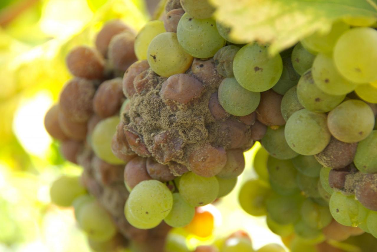 Siva plijesan smanjuje urod i kvalitetu vina